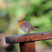 Robin Cronin Photo 11