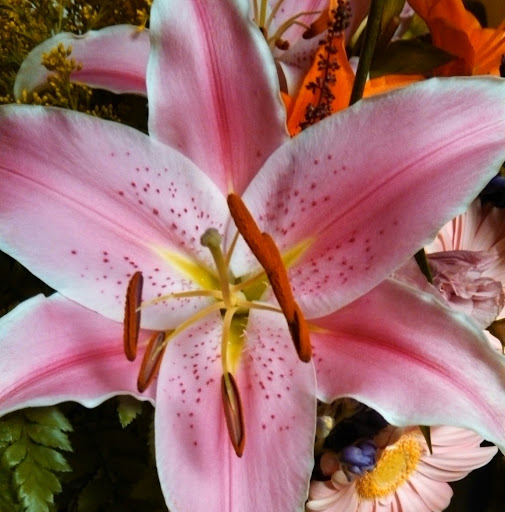 Theresa Foreman Photo 8