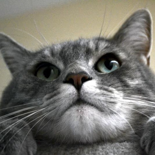 Ben Chu Photo 35 Ben Chu Photo 35