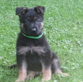 Connie Adkins Photo 1