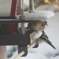 Janet Parent Photo 20