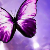 Stephanie Cross Photo 22