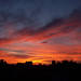 Donna Levine Photo 15