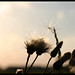 Suzanne Thistle Photo 10