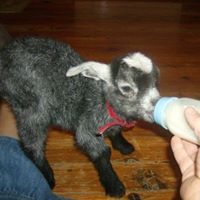 Amanda Barger Photo 12