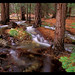 Brian Forester Photo 10