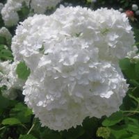 Teresa Blair Photo 6