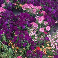 William Sheridan Photo 32