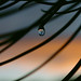Cliff Dew Photo 6