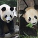 Bi Li Photo 16