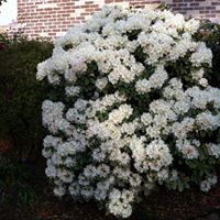 Tracy Seiler Photo 5