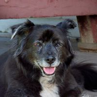 Norma Macdonald Photo 36