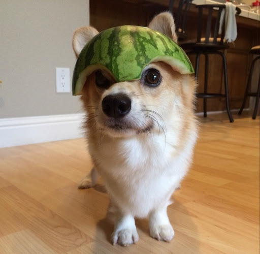 Steven Chen Photo 26