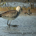 James Dinsmore Photo 37