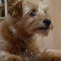 Dianne Cross Photo 10