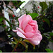 Rosa Rosse Photo 11