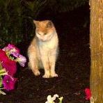 Brenda Loveless Photo 18