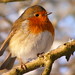 Robin Milton Photo 27