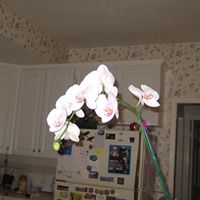 Judy Yang Photo 22