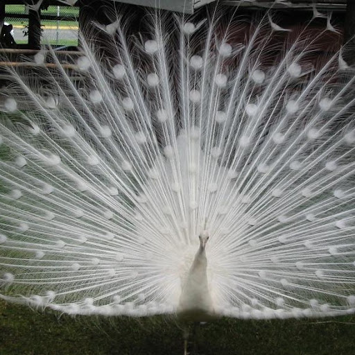 Cynthia Gabriel Photo 11