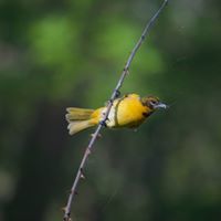 Jay Strader Photo 7