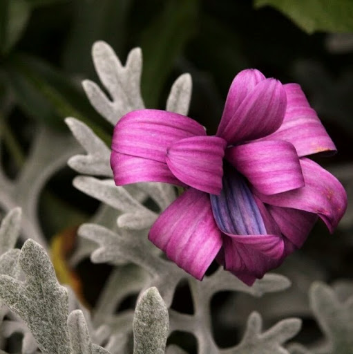 Min Tang Photo 31