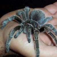 David Cone Photo 45 David Cone Photo 45