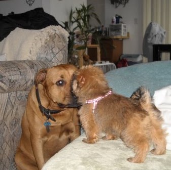 Terri Howell Photo 7