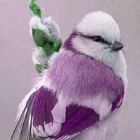 Debra Burris Photo 24