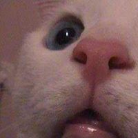 Alexander Pollock Photo 20 Alexander Pollock Photo 20