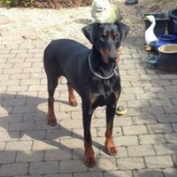 Michael Tyrrell Photo 26