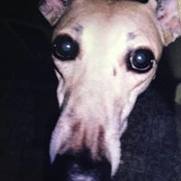 Nancy Hoke Photo 9