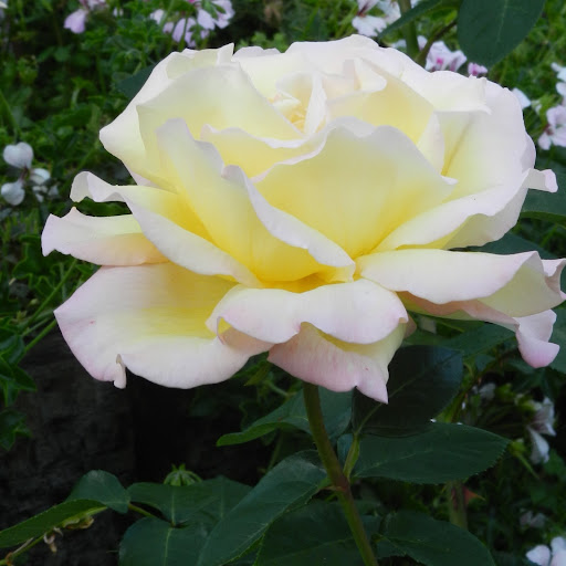 Colleen Edwards Photo 49