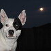 Bill Castillo Photo 30