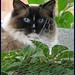 Ann Hurt Photo 34