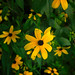 Susan Brace Photo 32