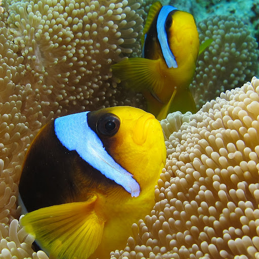 David Gentile Photo 24