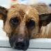 Kelly Shepard Photo 2