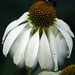 Michelle Swan Photo 27