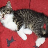 Cheryl Stephenson Photo 34