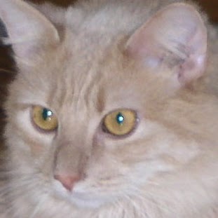 Terrance Gallagher Photo 14