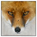 Edgar Fox Photo 11