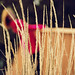 Kathryn Wheat Photo 8