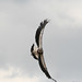 Reynaldo Rios Photo 16