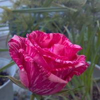 Alice Clark Photo 14