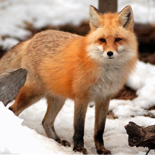 Nancy Bradshaw Photo 34