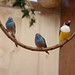 Marvin Finch Photo 8