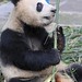 Jie Feng Photo 16