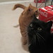 Kitty Carter Photo 29