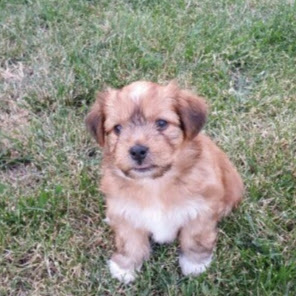 Matthew Perry Photo 57 Matthew Perry Photo 57